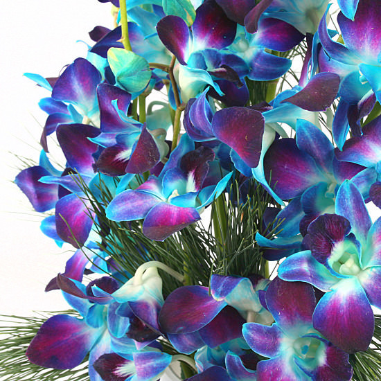 Blue Dendrobium / SerenataFlowers.com