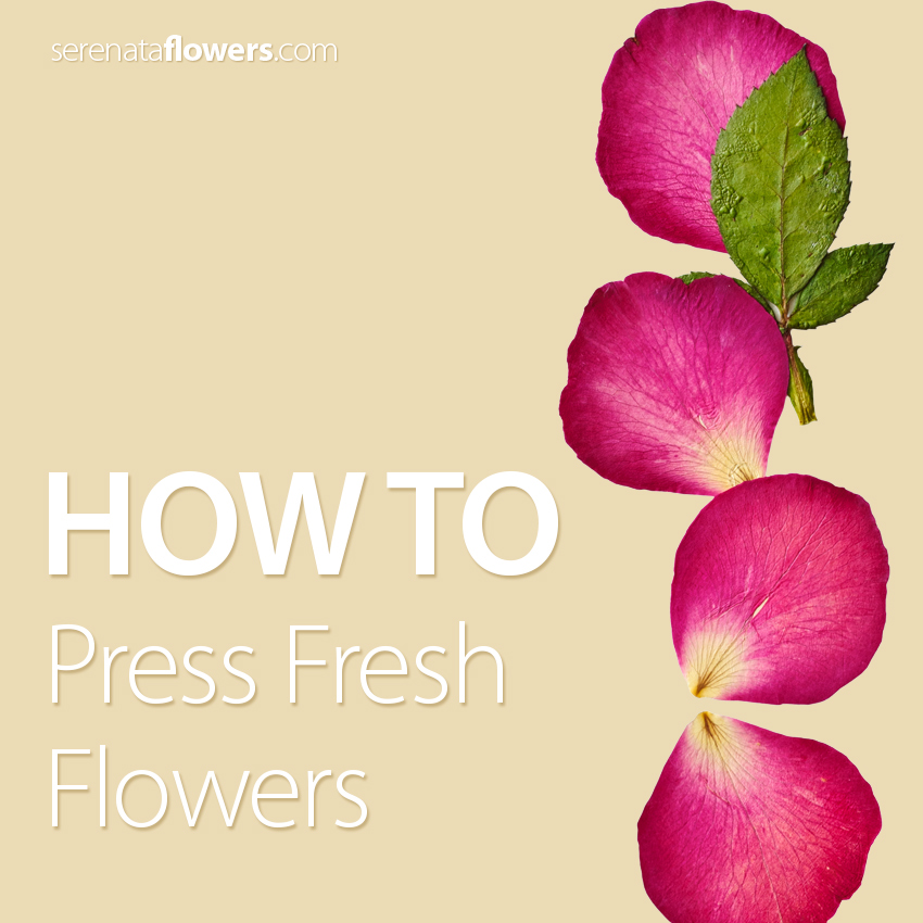 how-to-press-fresh-flowers