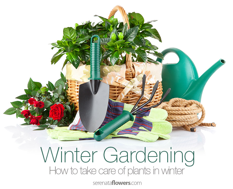 take-care-of-plants-in-winter