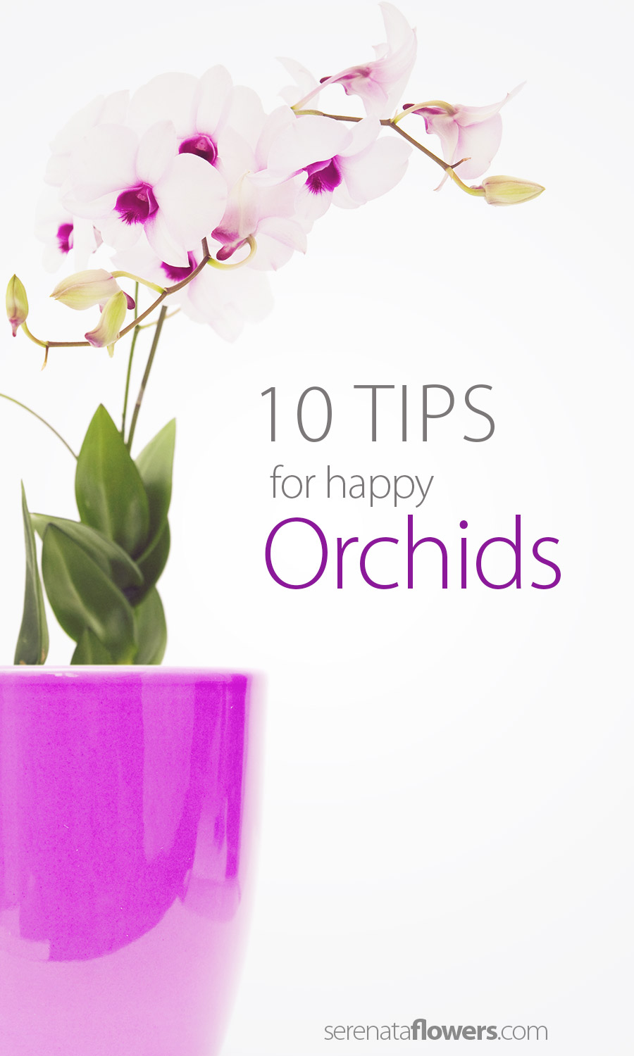 tips-for-happy-orchids