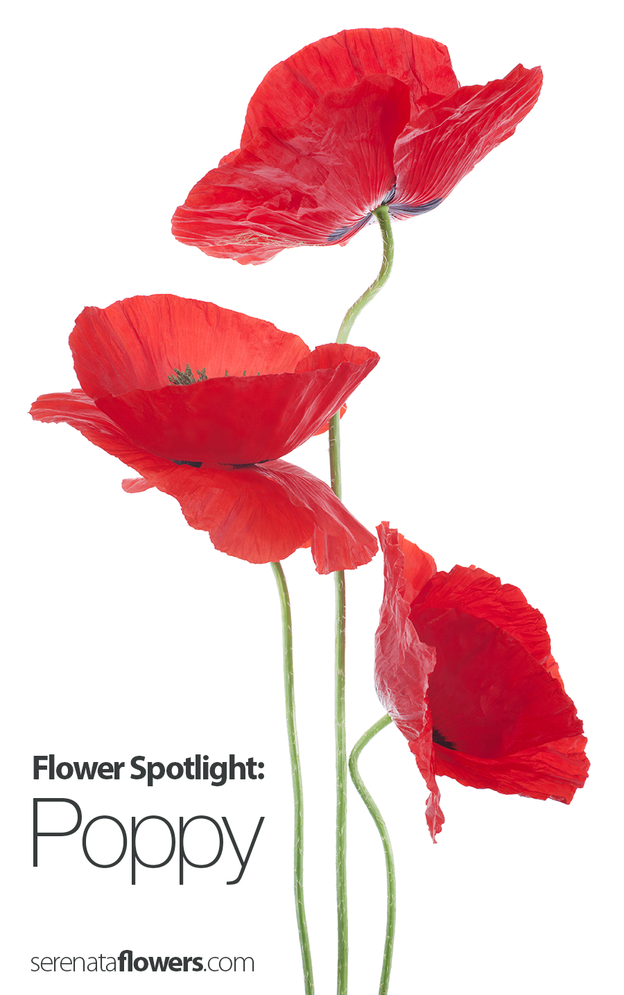 flower-spotlight-poppy