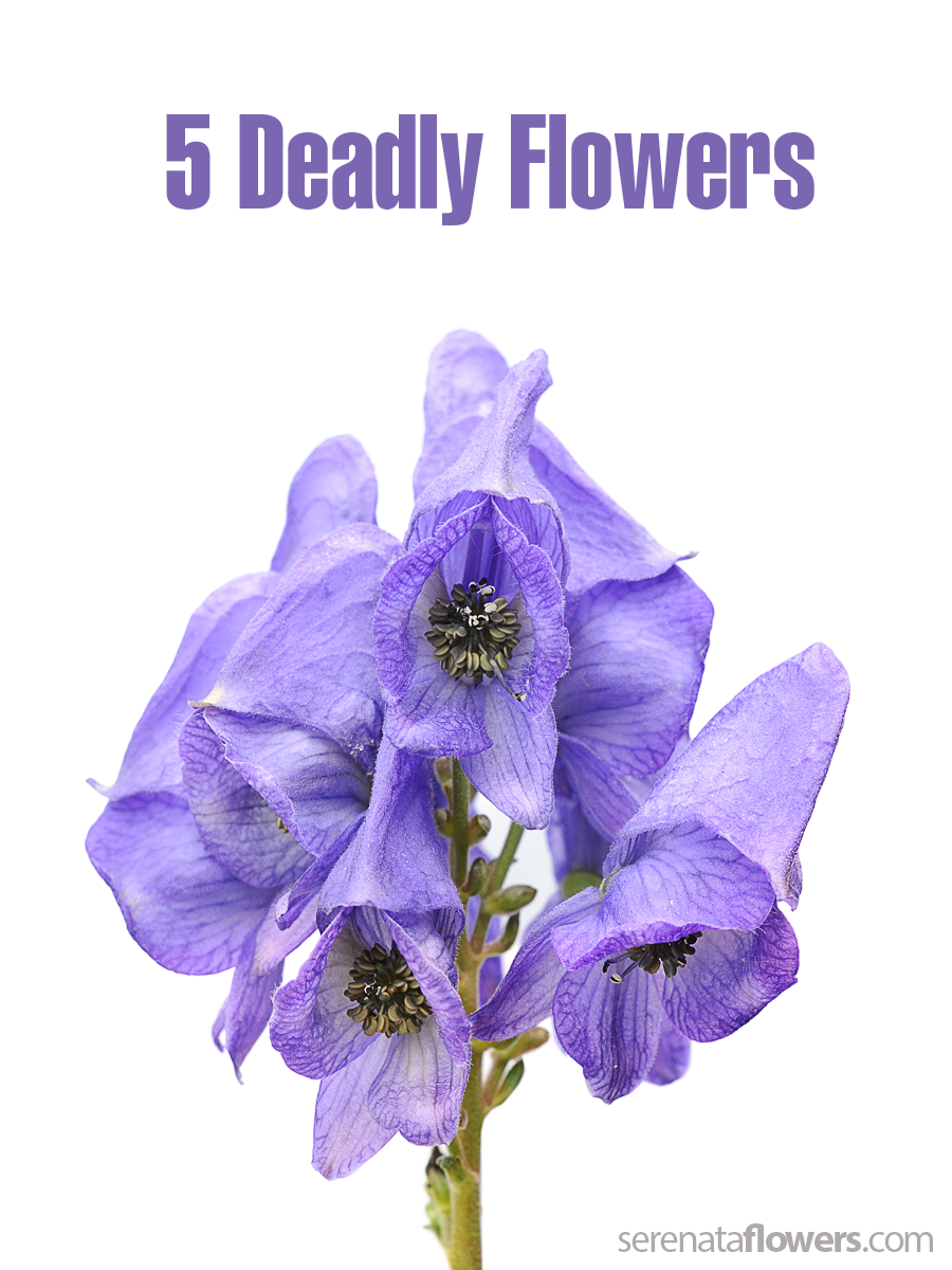 5-deadly-flowers