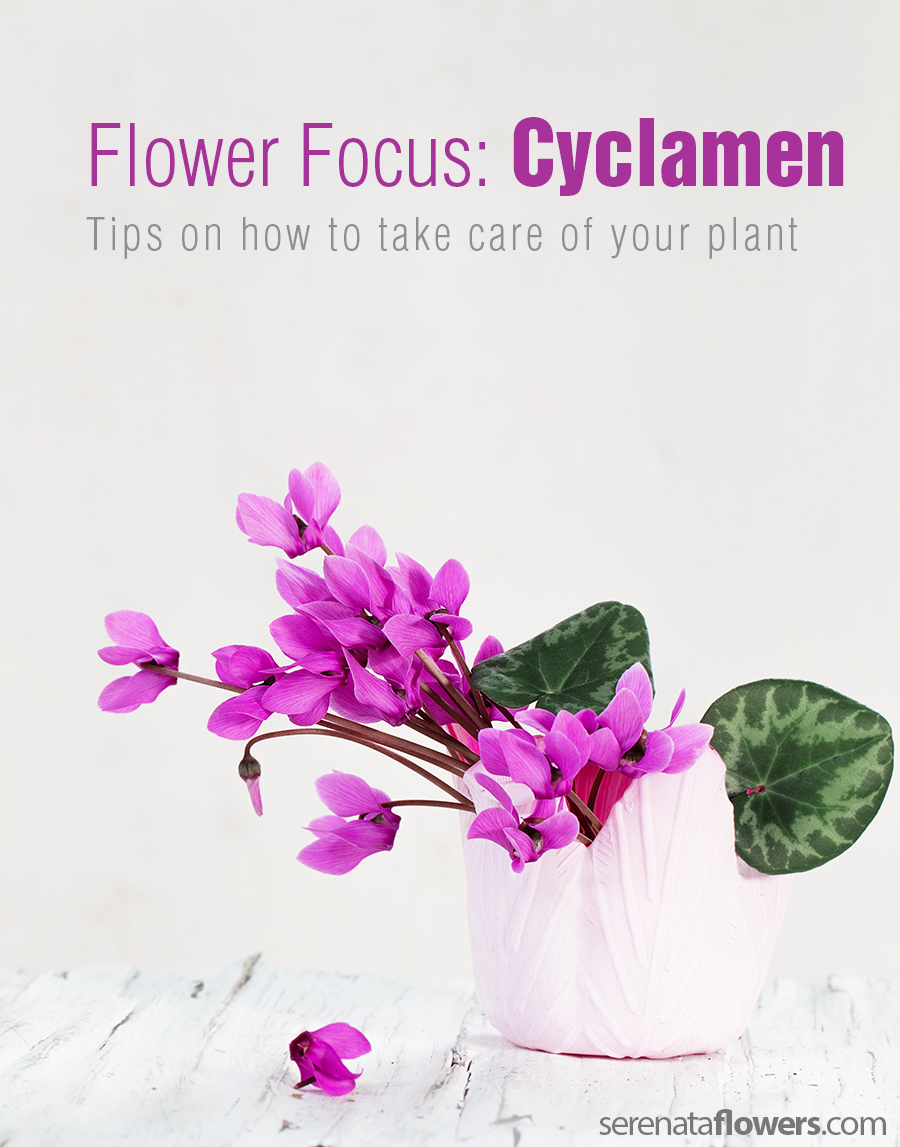 flower-focus-cyclamen