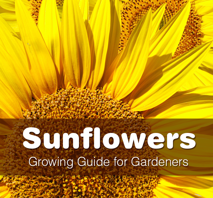 guide-to-growing-sunflowers