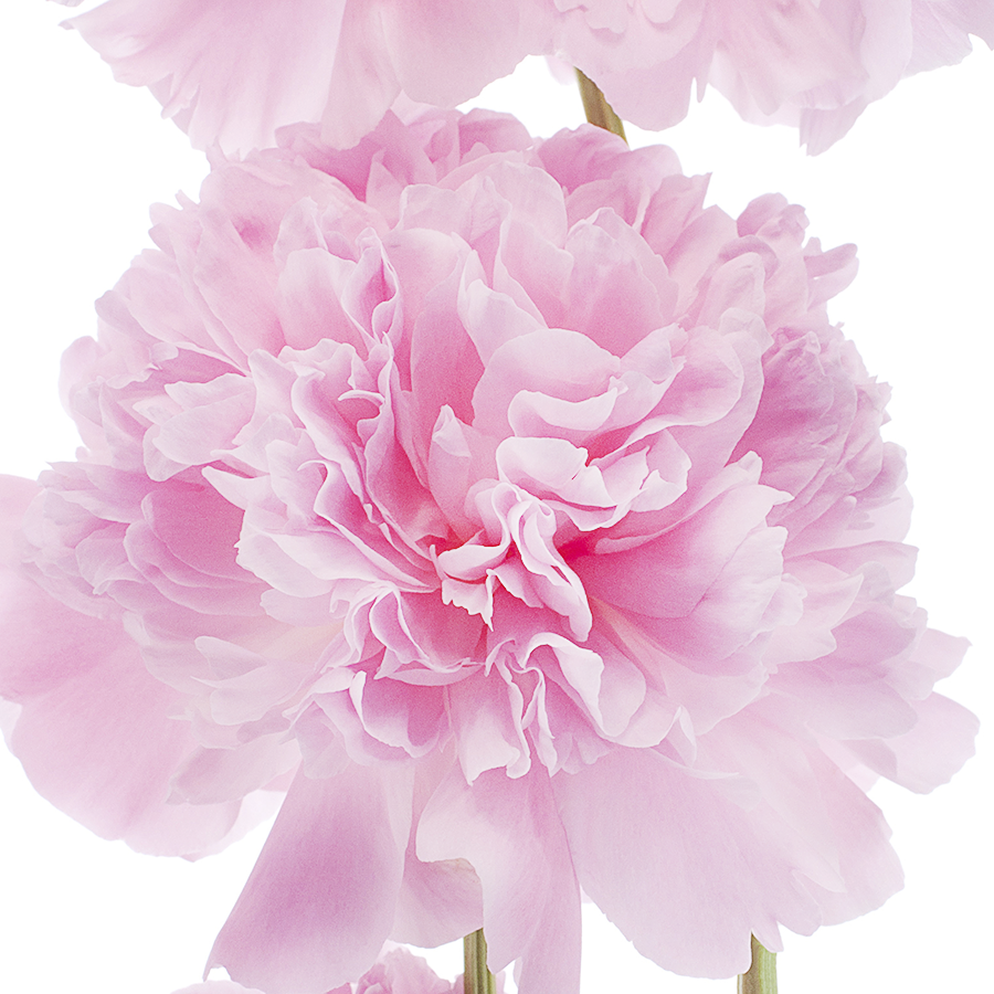 The January Birth Flower: Carnations