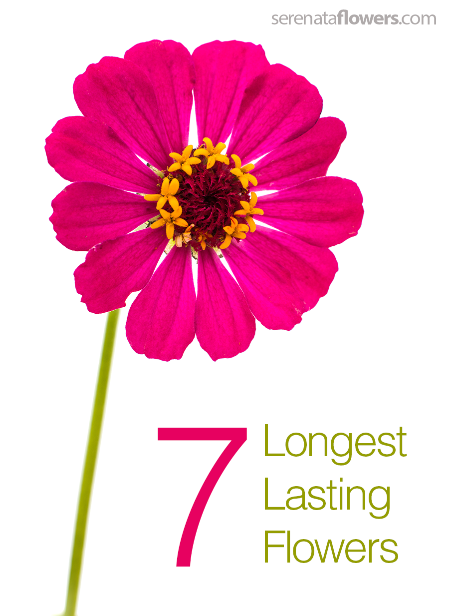 What Flowers Last the Longest? | Pollen Nation