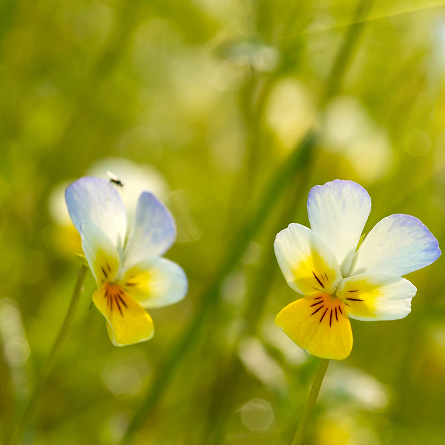 Differences Between Plant and Animal Cells