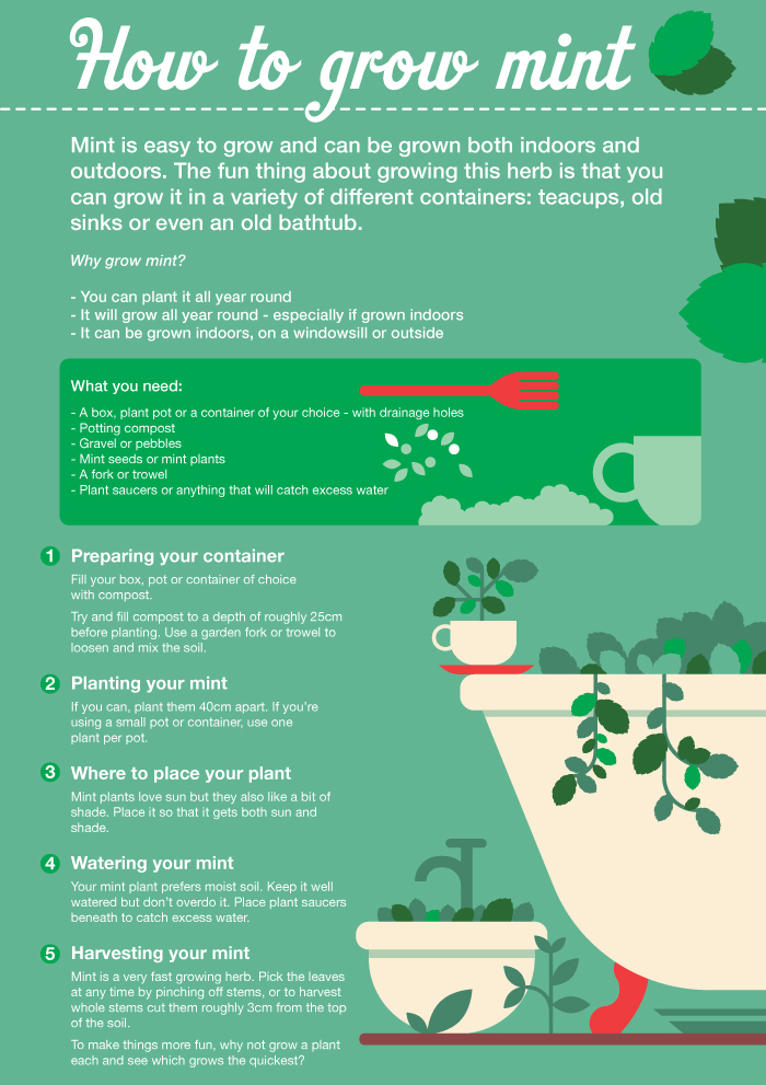 How to grow your own mint