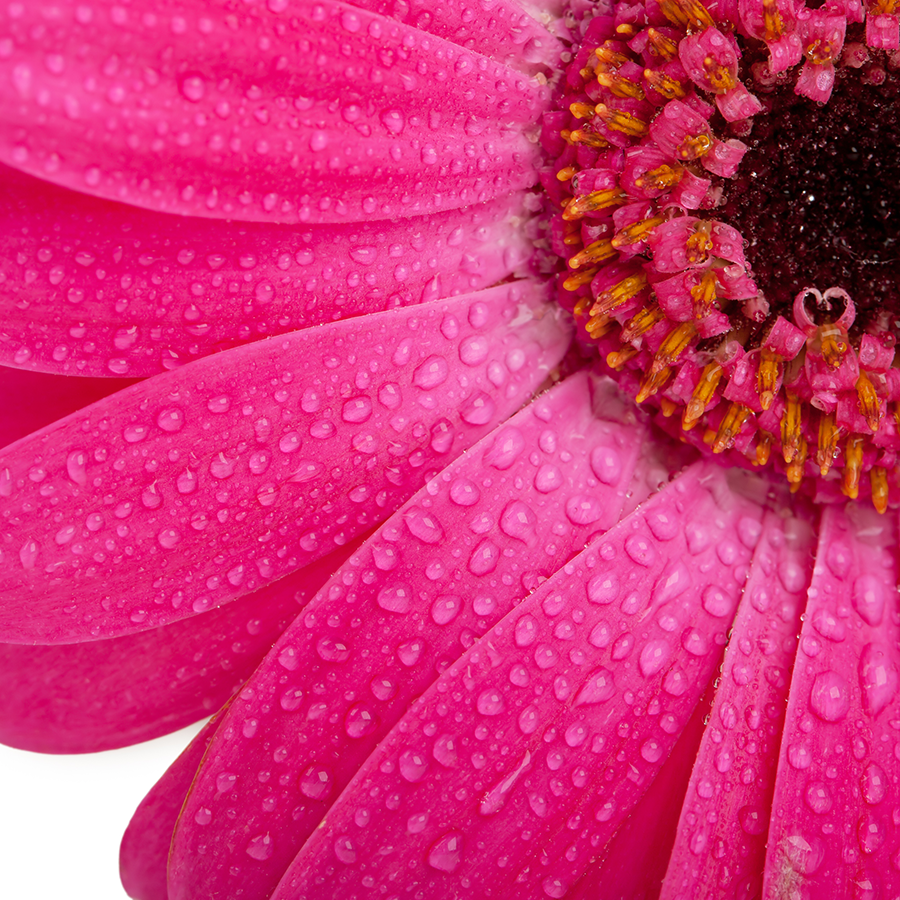 10 Facts about Gerbera Flowers | Pollen Nation