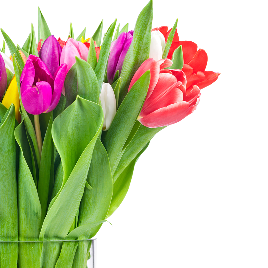 How to Grow Tulips In a Glass Jar