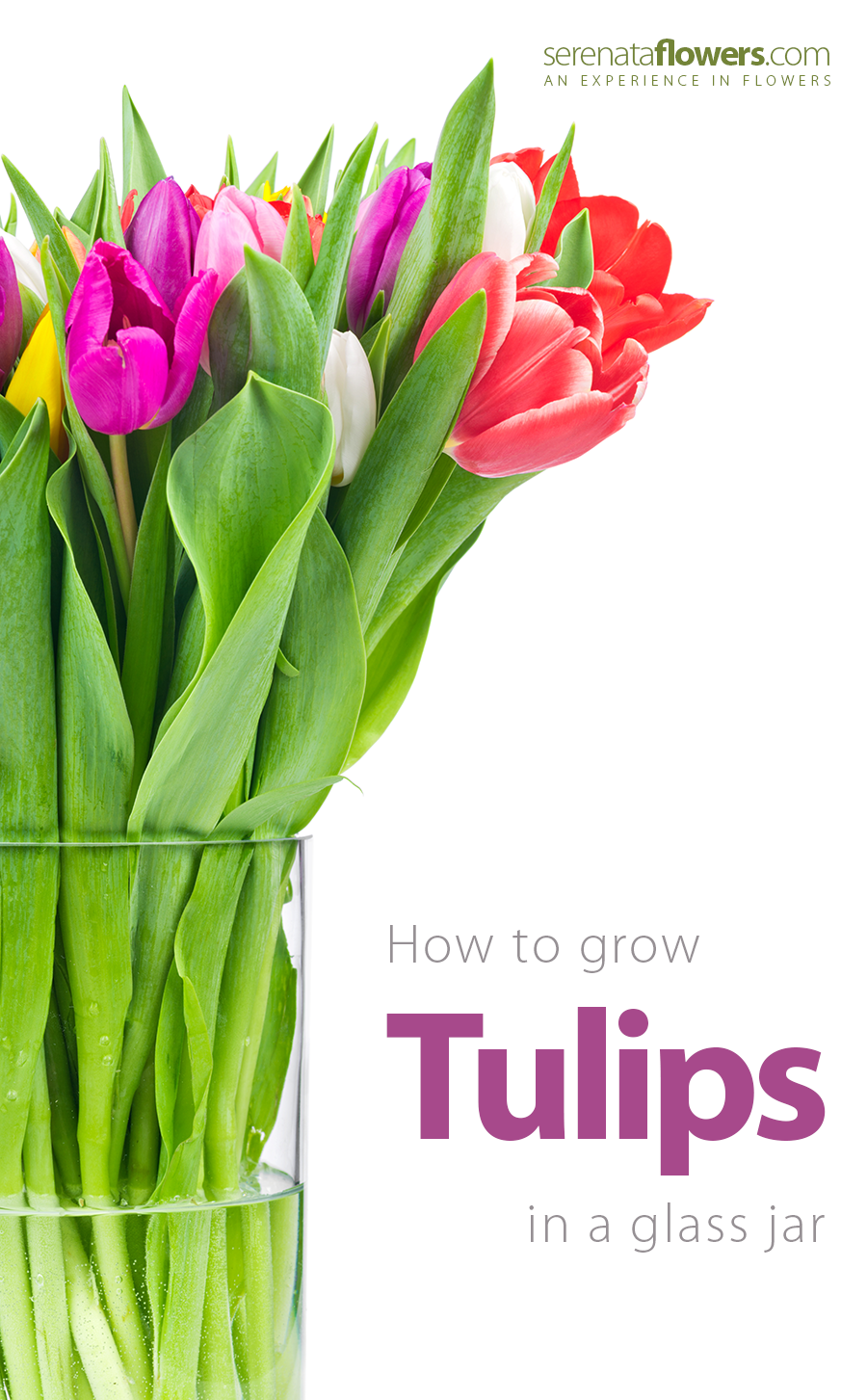 How to grow tulips in a glass jar