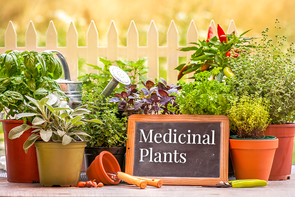 5 Most Powerful Medicinal Plants | Pollen Nation