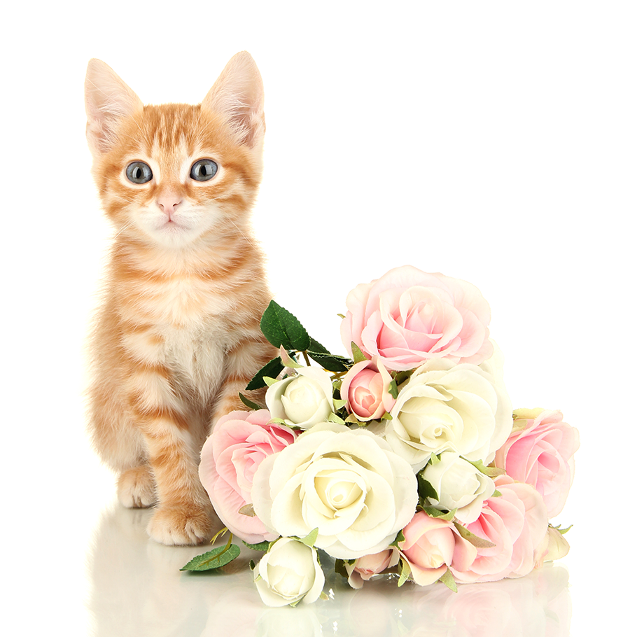 flowers toxic to cats