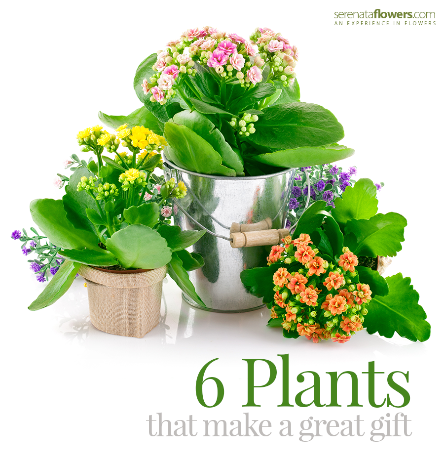 Plants as gifts
