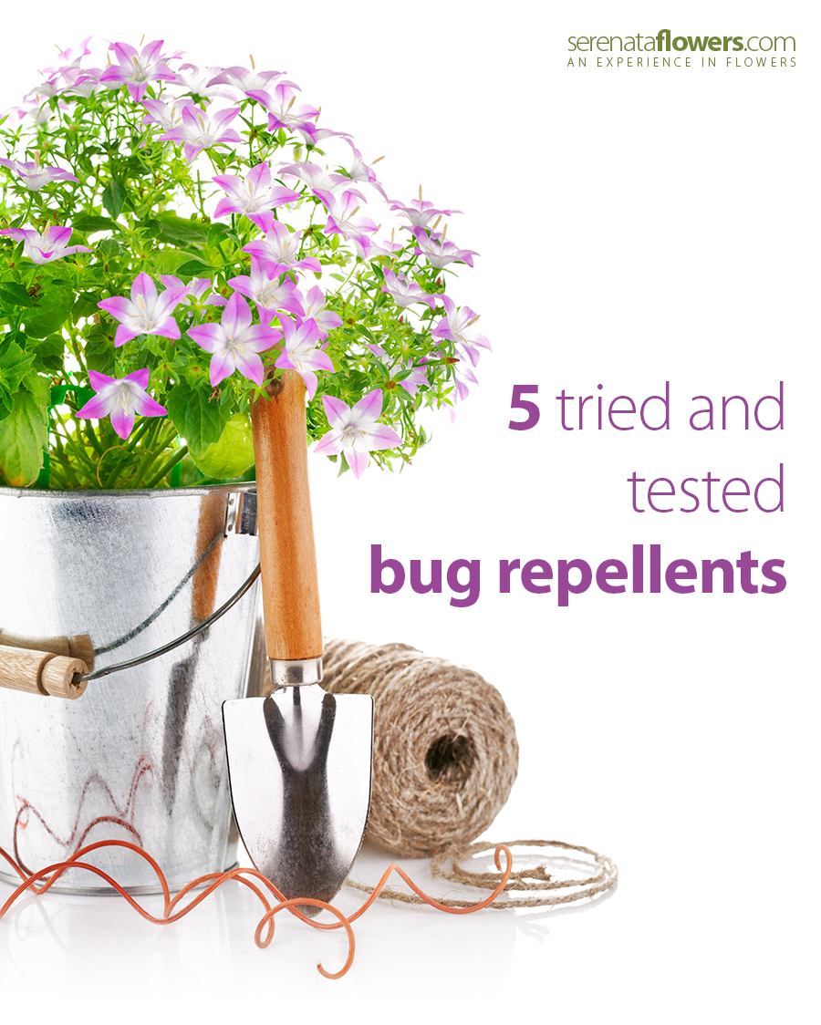 bug-repellents