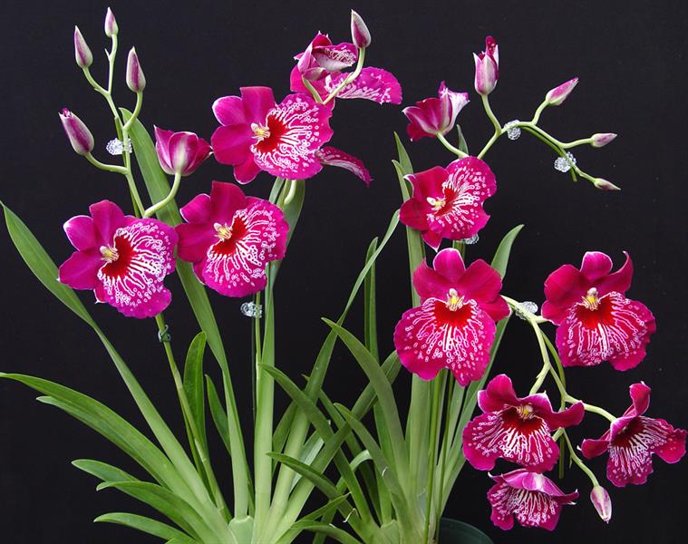 image: orchidweb.com