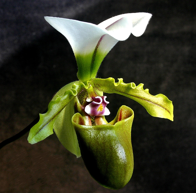 image: orchidconservationcoalition.org
