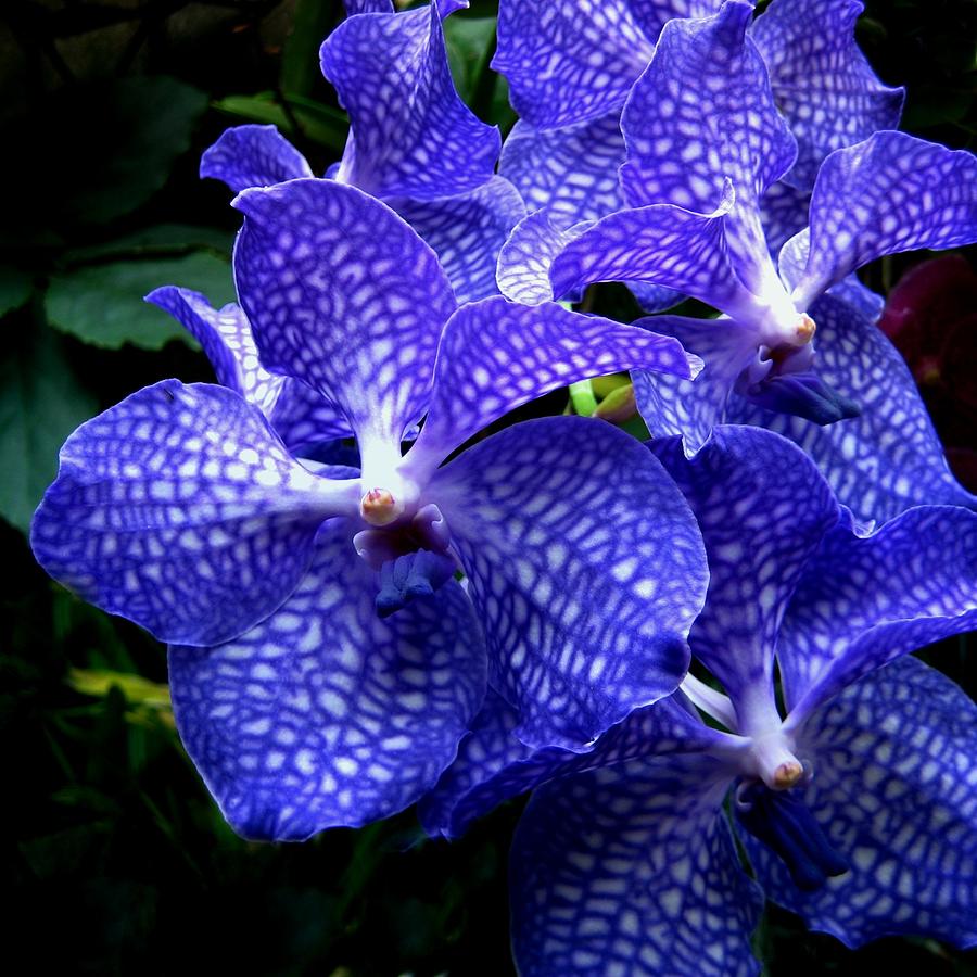 image: orchidsplus.com