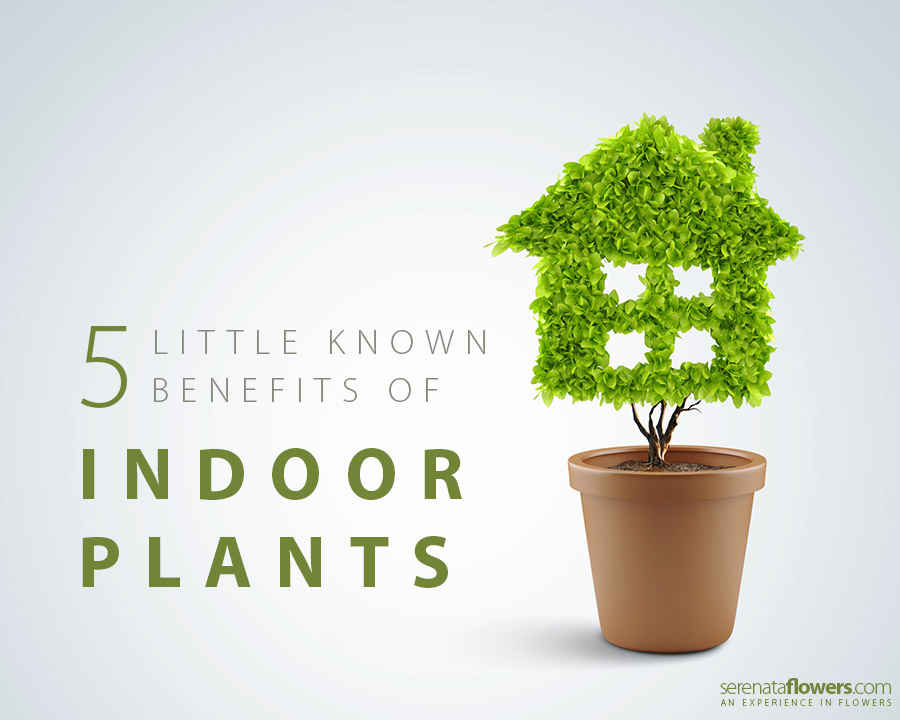 Little known benefits of indoor plants