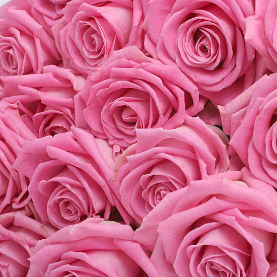 Luxury Pink Roses - rose bouquets under £30