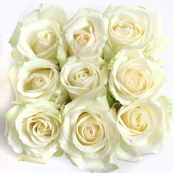 White Roses cube - Rose bouquets under £30