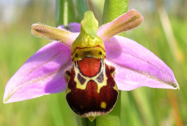 10 Flowers that Look Like Animals | Pollen Nation