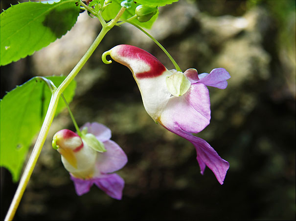 flowers-look-like-animals-people-monkeys-orchids-pareidolia-22
