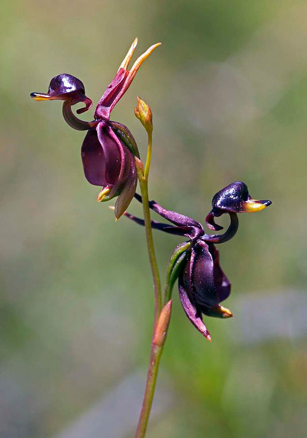 flowers-look-like-animals-people-monkeys-orchids-pareidolia-28