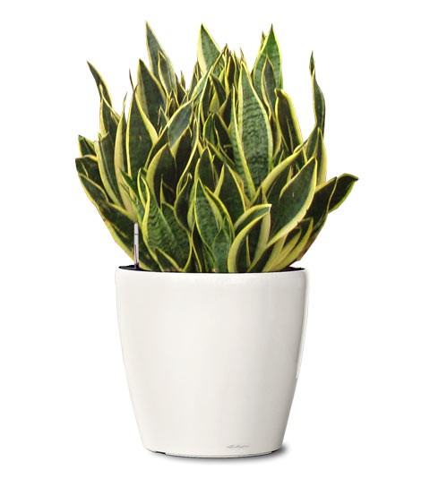 plant gifts for men