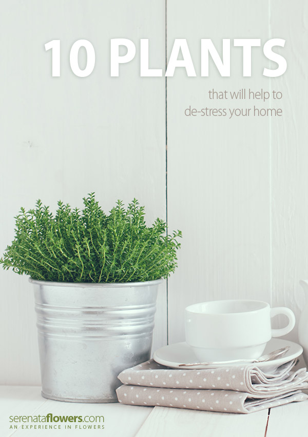 house plants to destress your home