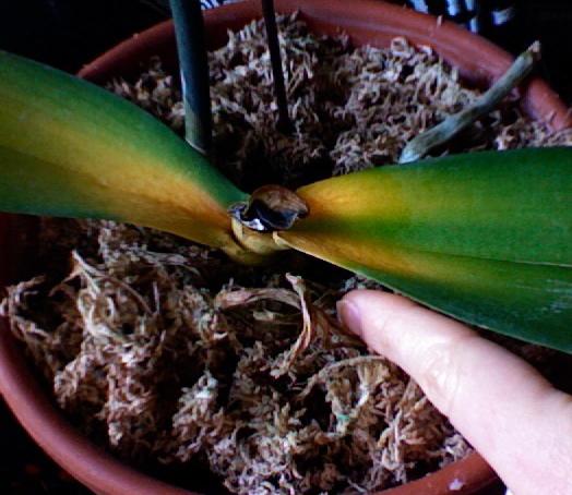Common Phalaenopsis orchid diseases