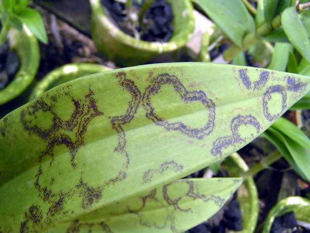common phalaenopsis orchid diseases