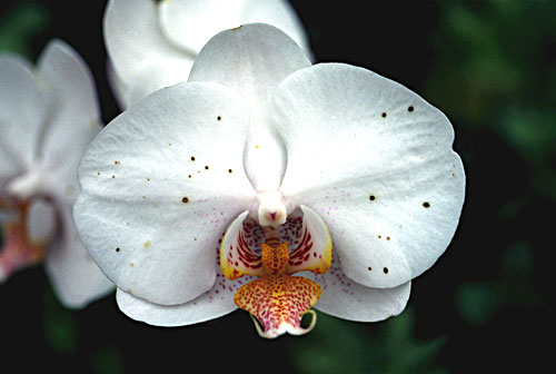 black spots on orchid flowers