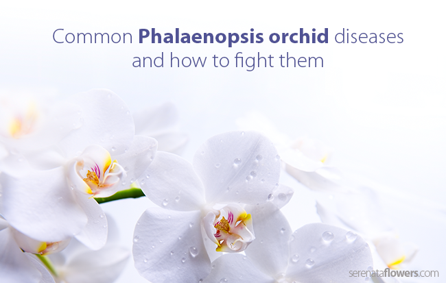 phalaenopsis-orchid-diseases