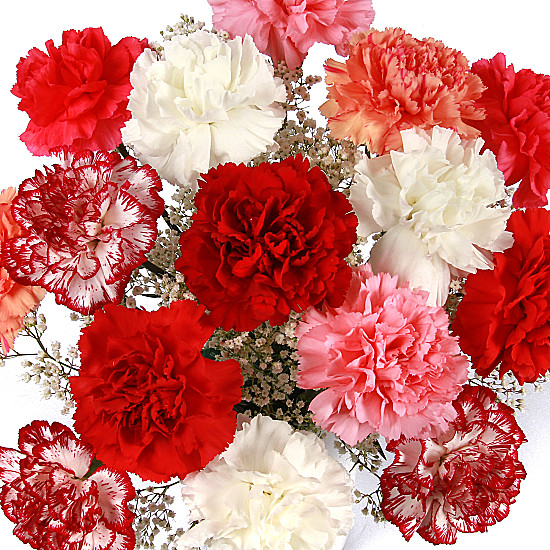 carnations by serenata flowers