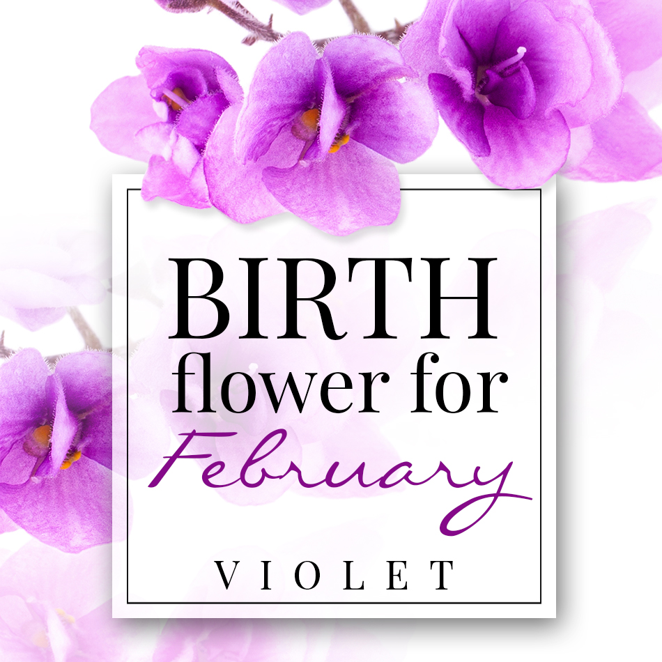 birth flower for february violet