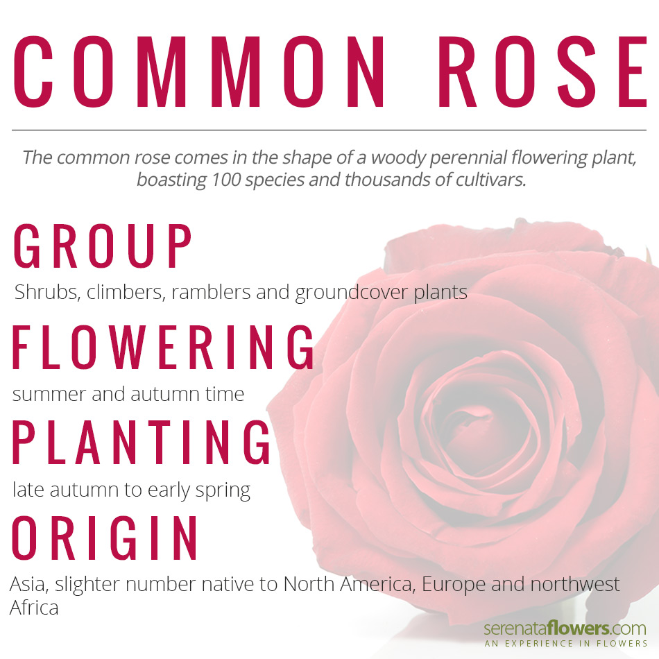 common rose facts
