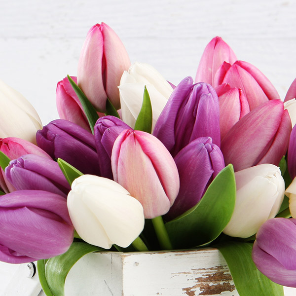 History, Interesting Facts and Meaning of Tulips