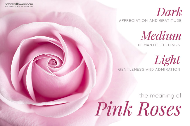 meaning of pink rose