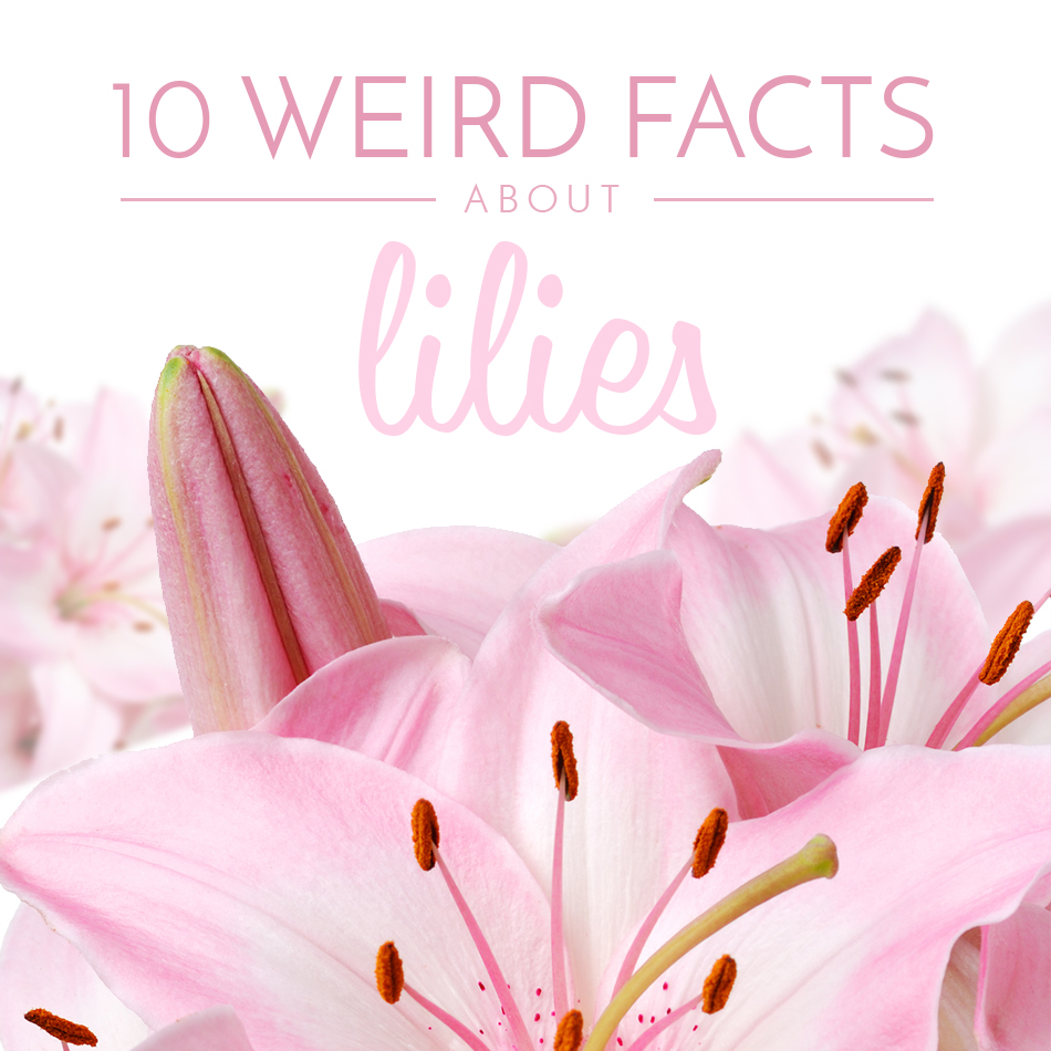 weird-facts-lilies