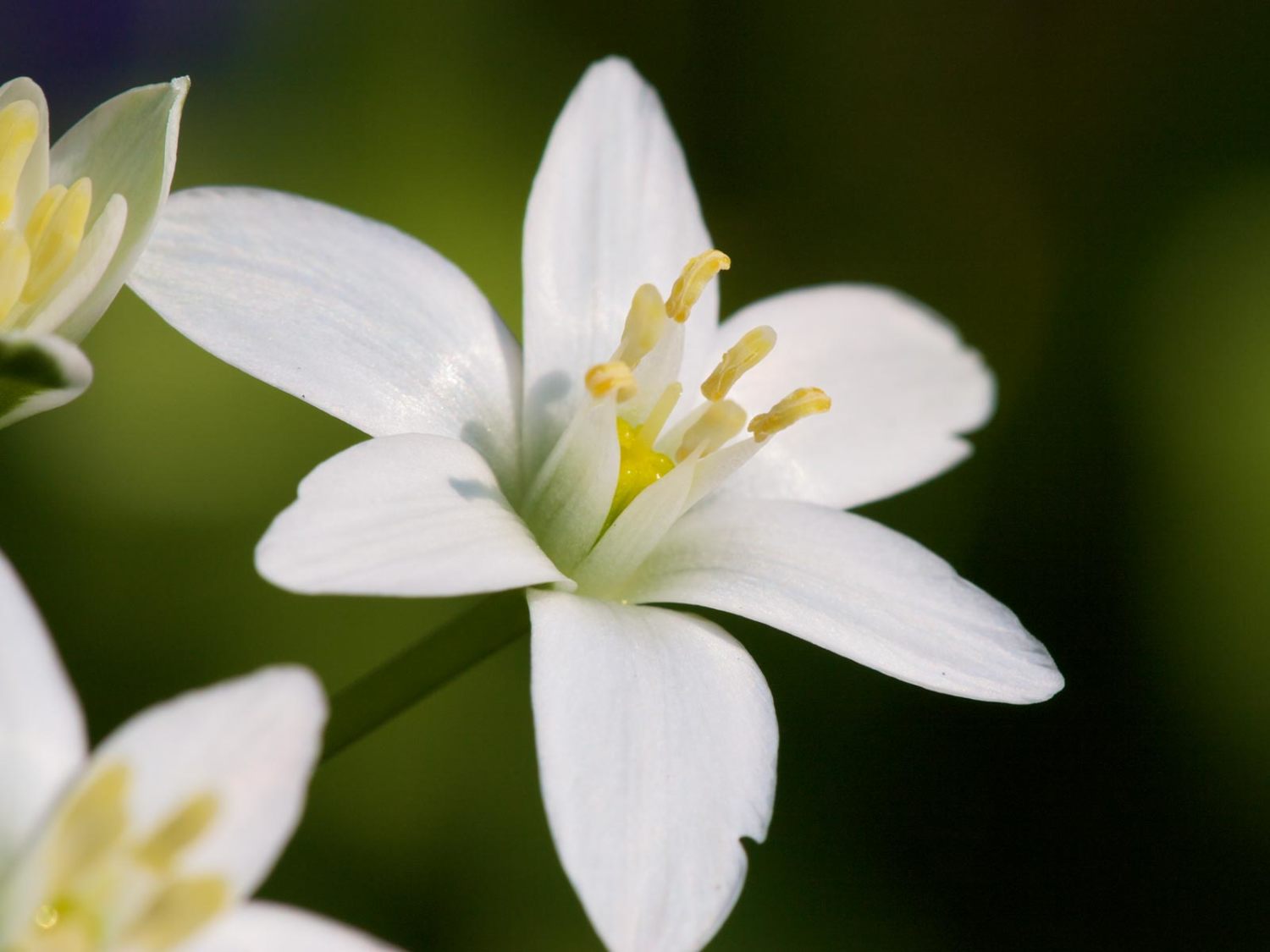 15 Romantic Flowers And Their Meaning Pollen Nation