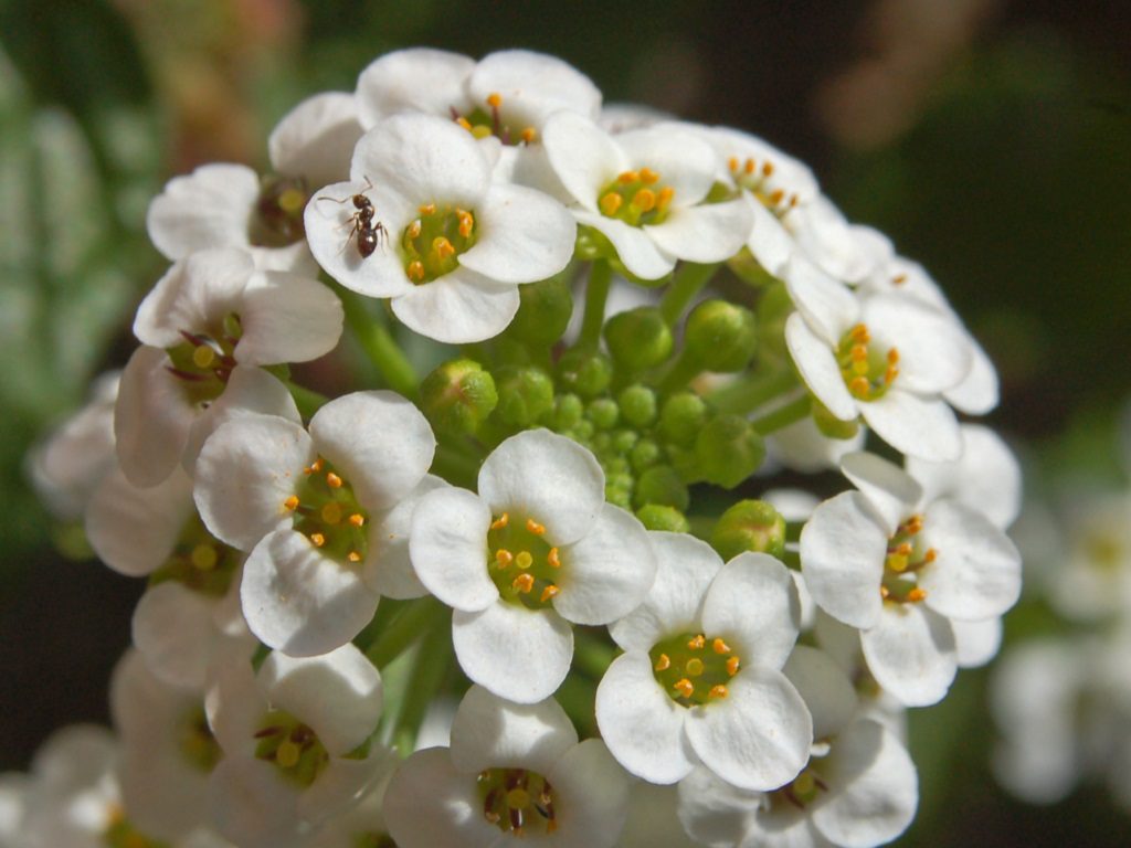 romantic flowers