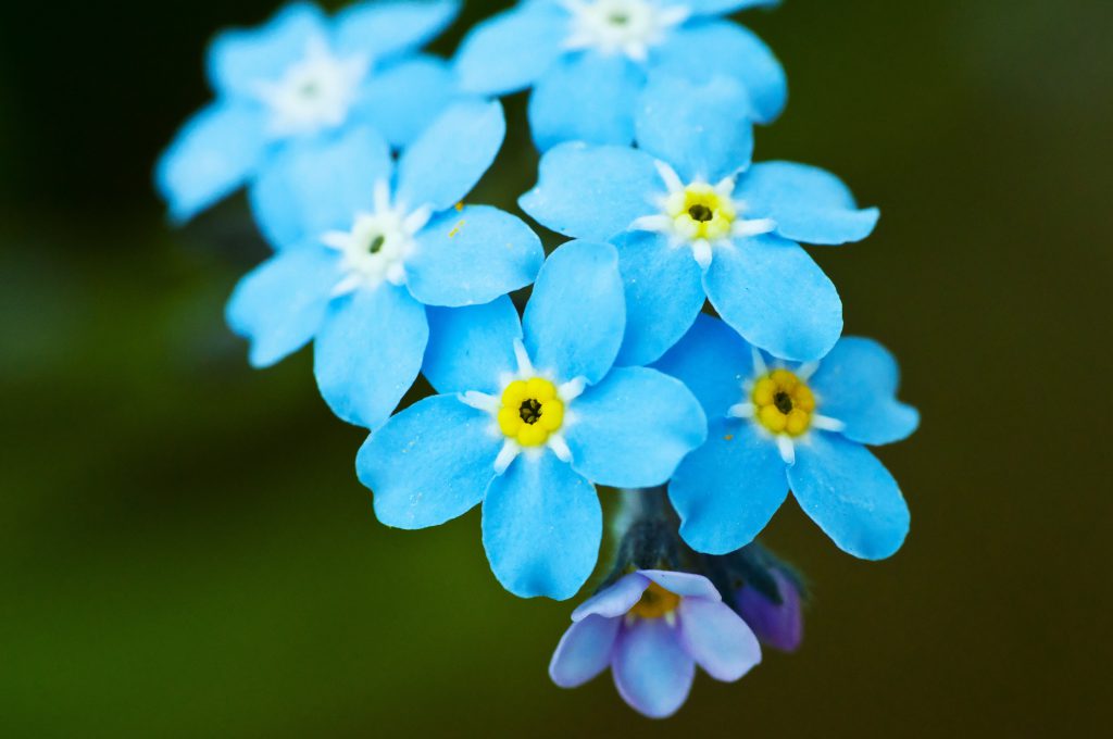 romantic flowers