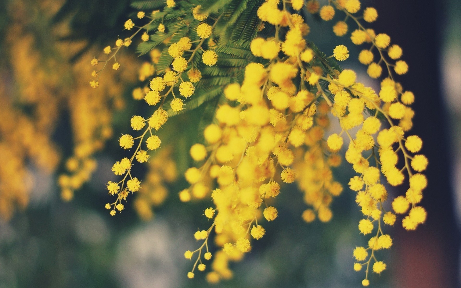 15 Romantic Flowers And Their Meaning Pollen Nation