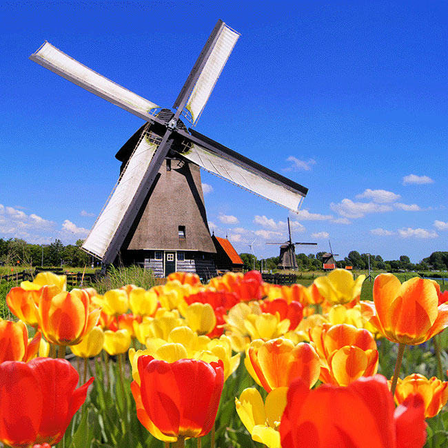 15 Weird Facts about Tulips