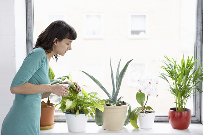 types-of-plants-best-for-windowstills