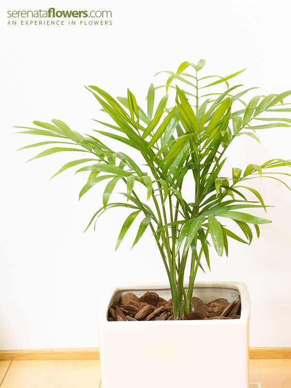7 Low Light Plants for any room in the house
