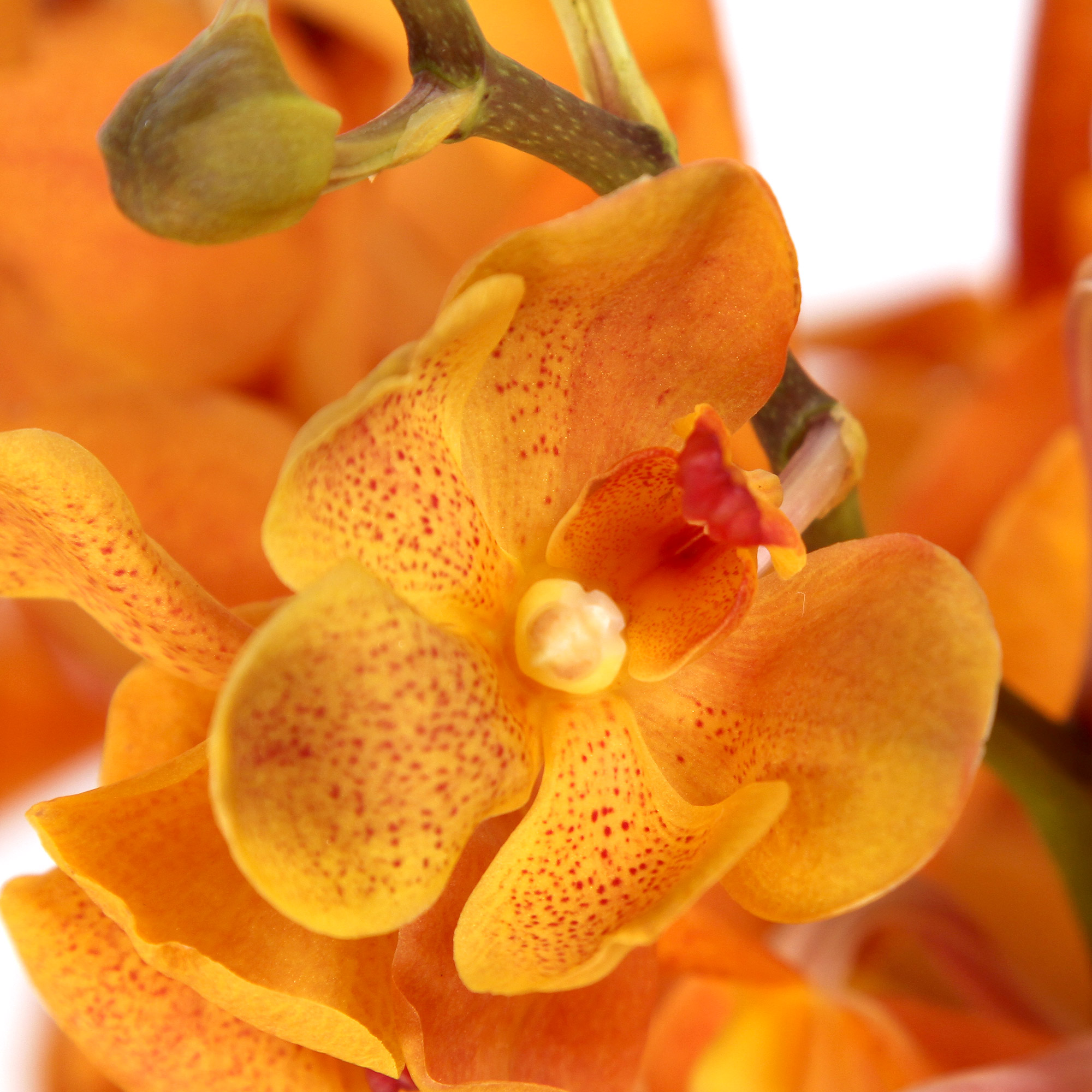 Mokara Orchids – Care, Watering and Repoting