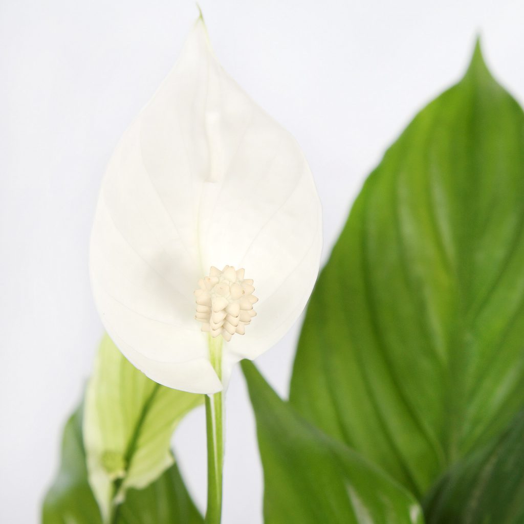 peace lily - office plants