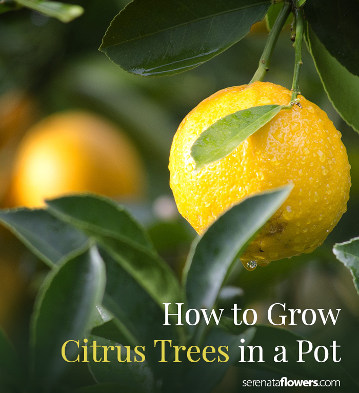 How to Grow Citrus Trees at Home - Pollen Nation